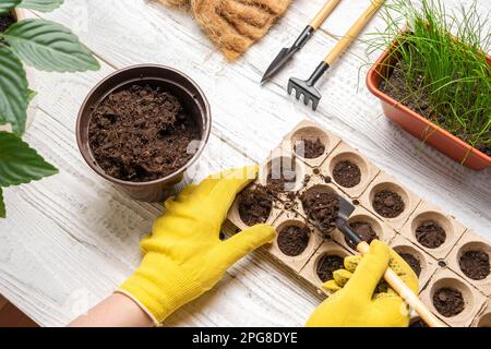 Gärtner, der Blumen pflanzt. Weibliche Hände, die mit Erde arbeiten, natürliche kleine Töpfe. Fertilität. Fürsorgliche Hauspflanzen. Draufsicht. Person, die Saatgut in Germin aussät Stockfoto