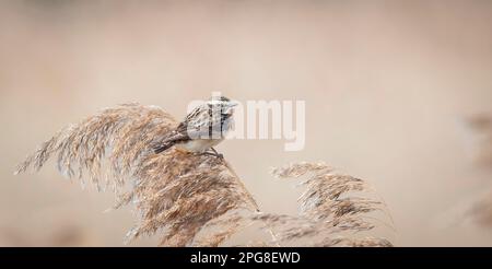 Whinchat saxicola rubetra weiblich auf Gras sitzend. Niedliche kleine gemeinsame helle Wiese songbird. Vogel in der Tierwelt, das beste Foto Stockfoto