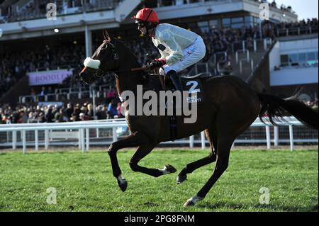 Drittes Rennen 2,50: Die Albert Bartlett Novice Hürde Chianti Classico, die von David Bass auf dem Weg zum Start geritten wurde. Pferderennen in Cheltenham Racec Stockfoto