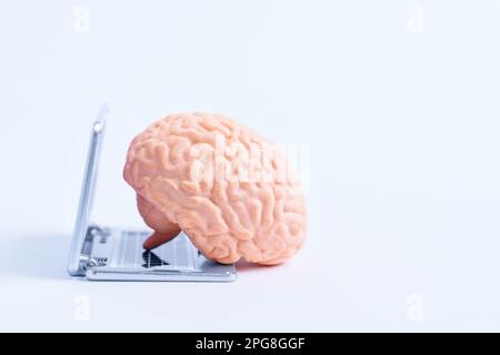 Anatomisches Modell eines menschlichen Gehirns unter Verwendung einer Miniatur-Laptop-Kopie, repräsentiert die Idee der künstlichen Intelligenz. Stockfoto