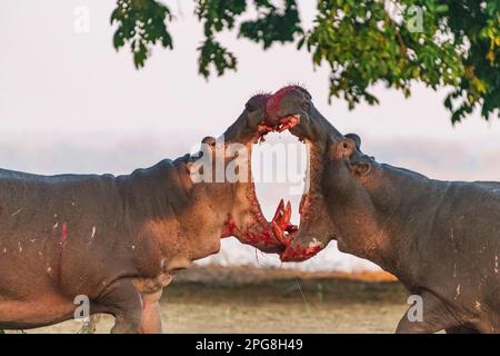 Zwei große Bullen Hippopotamus, Hippopotamus Amphibius, kämpfen an Land im Mana Pools National Park in Simbabwe. Stockfoto