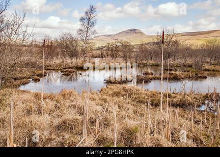 Ein kleiner Teich, mit Stierkugeln im Vordergrund, mit Pen-y-Gent in der Ferne............ Yorkshire Dales National Park (Ribblesdale). Stockfoto