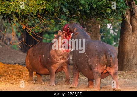 Zwei große Bullen Hippopotamus, Hippopotamus Amphibius, kämpfen an Land im Mana Pools National Park in Simbabwe. Stockfoto