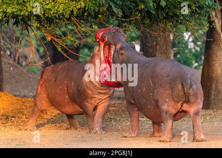 Zwei große Bullen Hippopotamus, Hippopotamus Amphibius, kämpfen an Land im Mana Pools National Park in Simbabwe. Stockfoto