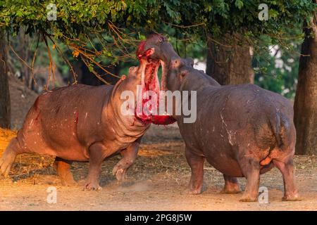 Zwei große Bullen Hippopotamus, Hippopotamus Amphibius, kämpfen an Land im Mana Pools National Park in Simbabwe. Stockfoto