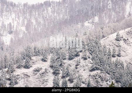 Viele Tannen unter dem Schnee hoch in der Winterlandschaft der Berge. Niedrige Temperaturen in den Bergen im Sommer Stockfoto