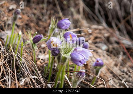 Gruppe wunderschöner blühender violetter Krokusse im Sonnenlicht auf Waldwiesen vor dunklem Hintergrund. Geringe Schärfentiefe. Stockfoto