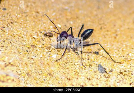 Cataglyphis Bicolor, ein Insekt in Bewegung Stockfoto