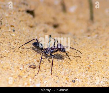 Cataglyphis Bicolor, ein Insekt in Bewegung Stockfoto