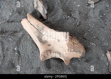 Ausgrabungen von ausgestorbenen prähistorischen Tieren. Ein Knochen auf dem Boden. Stockfoto