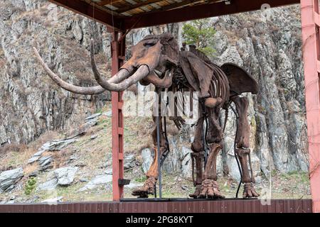 Ein uraltes Skelett eines prähistorischen Tieres steht vor dem Hintergrund von Natur und Bergen. Stockfoto