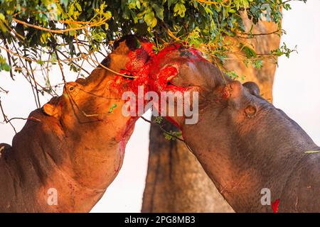 Zwei große Bullen Hippopotamus, Hippopotamus Amphibius, kämpfen an Land im Mana Pools National Park in Simbabwe. Stockfoto
