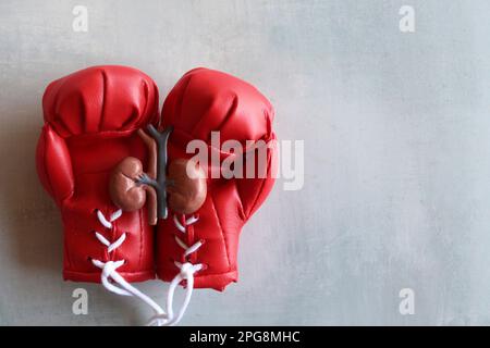 Nierenmodell auf roten Boxhandschuhen mit Kopierraum. Das Konzept der Bekämpfung von Nierenerkrankungen Stockfoto