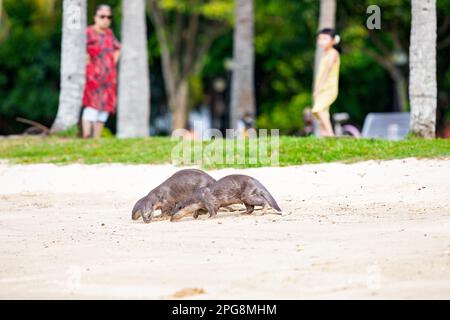 Ein Trio aus glatt beschichteten Ottern, die den Duft im Sand eines Strands als Teil des territorialen Verhaltens, Singapur, überprüfen. Stockfoto