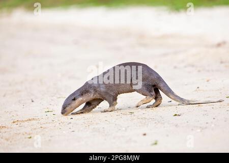 Ein glatt beschichteter Otter, der im Sand eines Strands als Teil des territorialen Verhaltens Singapur hinterließ. Stockfoto