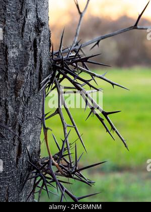 Selektiver Fokus der Dornen von Honigheule (Gleditsia triacanthos) auf dem Stamm - auch bekannt als Dornheule oder Dornheule Stockfoto