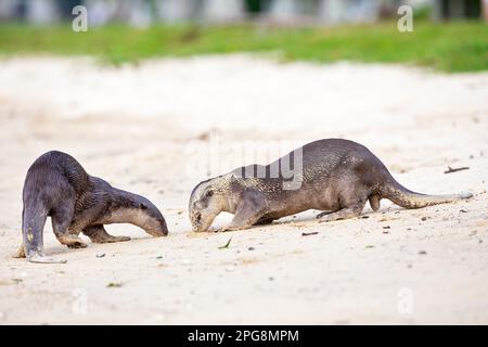 Ein Paar glatt beschichtete Otter, die den Duft im Sand eines Strands als Teil des territorialen Verhaltens, Singapur, überprüfen. Stockfoto