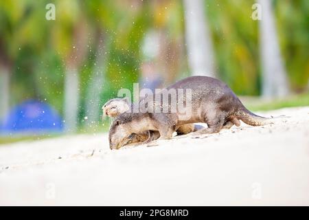 Ein Paar glatt beschichtete Otter, die den Duft im Sand eines Strands als Teil des territorialen Verhaltens, Singapur, überprüfen. Stockfoto