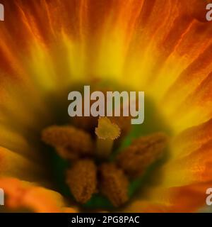 Narzisse, Narzissen, extreme Makroaufnahme. Makrofotografie. Gelbe Blume. Stockfoto