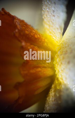 Narzisse, Narzissen, extreme Makroaufnahme. Makrofotografie. Gelbe Blume. Stockfoto