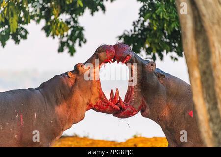 Zwei große Bullen Hippopotamus, Hippopotamus Amphibius, kämpfen an Land im Mana Pools National Park in Simbabwe. Stockfoto