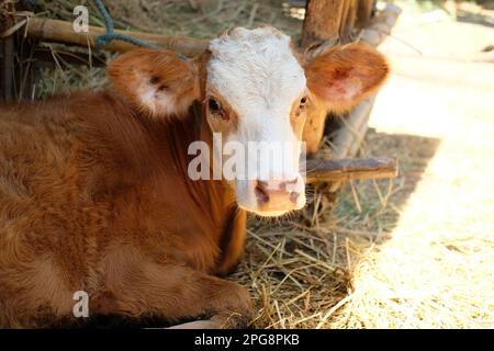 Porträt von braunen Kühen auf dem Hof. Stockfoto