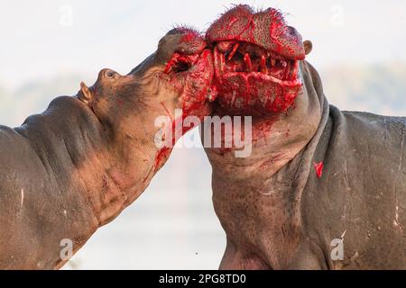 Zwei große Bullen Hippopotamus, Hippopotamus Amphibius, kämpfen an Land im Mana Pools National Park in Simbabwe. Stockfoto