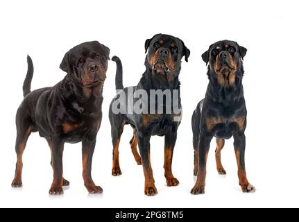Reinrassige Rottweiler vor weißem Hintergrund Stockfoto