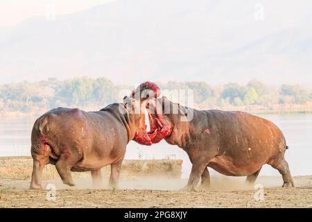 Zwei große Bullen Hippopotamus, Hippopotamus Amphibius, kämpfen an Land im Mana Pools National Park in Simbabwe. Stockfoto