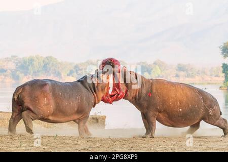 Zwei große Bullen Hippopotamus, Hippopotamus Amphibius, kämpfen an Land im Mana Pools National Park in Simbabwe. Stockfoto