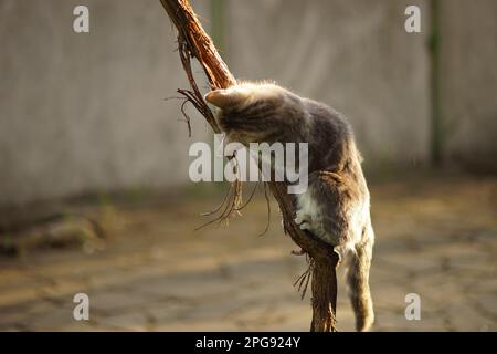 Verspielte junge Katze kratzt ihre Krallen an einem Traubenstumpf im Garten. Natürlicher Kratzpfahl. Stockfoto