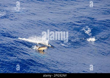 Gruppe von Gemeinen Delfinen, Delphinus Delphis, Springer und Schweinswale im Altantischen Ozean vor der Küste Portugals. Stockfoto