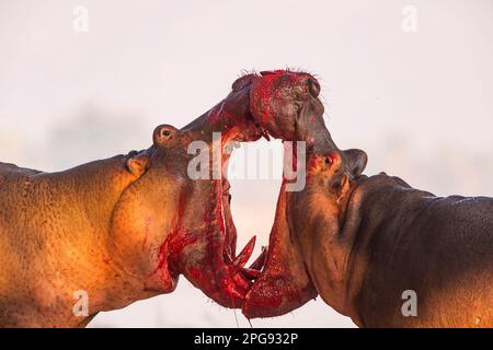 Zwei große Bullen Hippopotamus, Hippopotamus Amphibius, kämpfen an Land im Mana Pools National Park in Simbabwe. Stockfoto