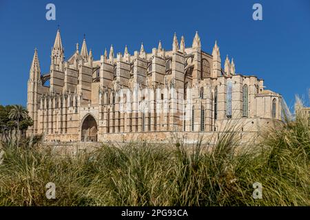 Palma Kathedrale La Seu in Palma, Mallorca, Mallorca, Balearen, Spanien, Europa Stockfoto