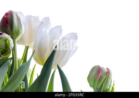 Tulpenblumen isoliert auf weißem Hintergrund, Nahaufnahme im Studio mit selektivem Weichzeichner Stockfoto