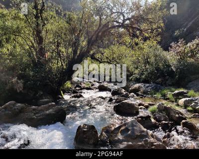 Ein malerischer Blick auf einen kleinen Fluss, der durch ein üppiges grünes Tal fließt, umgeben von hohen Bäumen und großen Felsen Stockfoto