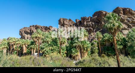 Washingtonia Filiferas, einheimische kalifornische Palmen in Indian Canyons, Palm Springs Stockfoto