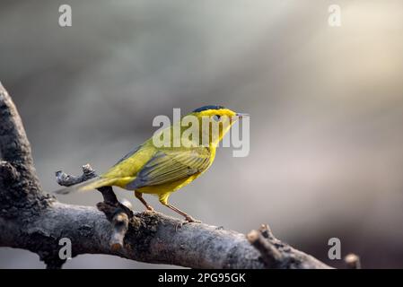 GUADALAJARA, JALISCO/MEXIKO - 10. MÄRZ 2021. Ein wilsonia pusilla auf einem Ast. Lage: Bosque Los Colomos. Stockfoto