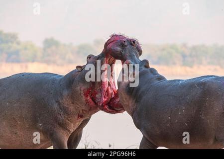 Zwei große Bullen Hippopotamus, Hippopotamus Amphibius, kämpfen an Land im Mana Pools National Park in Simbabwe. Stockfoto