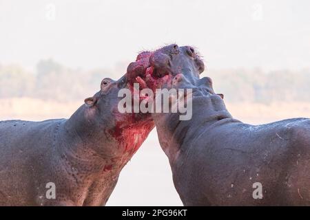 Zwei große Bullen Hippopotamus, Hippopotamus Amphibius, kämpfen an Land im Mana Pools National Park in Simbabwe. Stockfoto