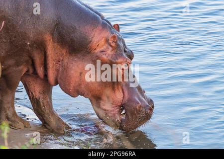 Ein Nahaufnahme eines Hippopotamus, Hippopotamus amphibius, Kopf im Sambesi Fluss, Simbabwe. Stockfoto