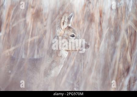 Rotwild im Versteck Stockfoto