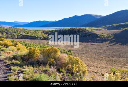 Mit Blick auf Fish Lake „Pando Clone“, auch bekannt als Trembling Giant, eine Höhe von 8848 m, Fishlake National Forest, Utah. Stockfoto