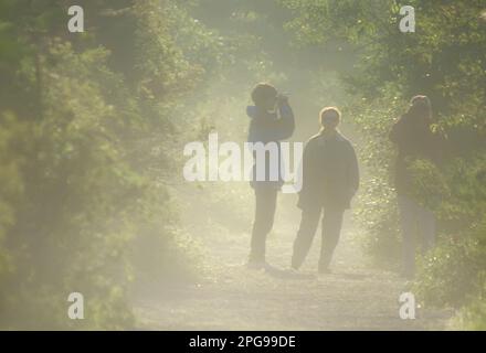 Vogelbeobachtung bei Sonnenaufgang Stockfoto