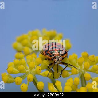 Kohlkäfer (Eurydema ornata, Eurydema ornatum) Alghero. Sardegna. Italia Stockfoto