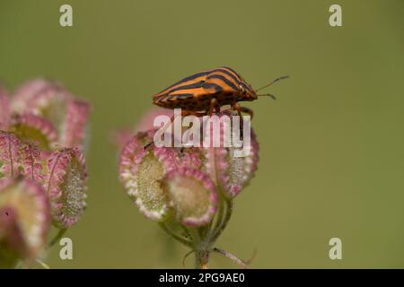 Emittero (Graphosoma lineatum) – Gestreifter Schildkäfer Stockfoto