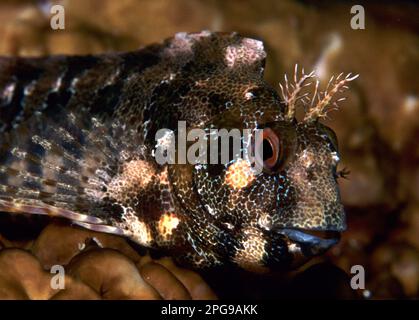 Bavosa gattorugine -Parablennius gattorugine. Tompot Blenny. Parco Capo Caccia Alghero. Sardegna. Italia Stockfoto