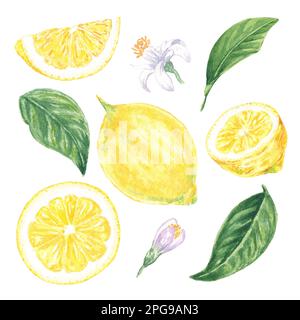 Aquarelle Zitronen, Blätter und Blumen, handbemalt im botanischen Stil, für Feiertage, Hochzeiten und Essensgestaltung. Clipart Citrus Tropical Stockfoto