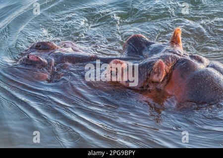 Ein Nahaufnahme eines Hippopotamus, Hippopotamus amphibius, Kopf im Sambesi Fluss, Simbabwe. Stockfoto