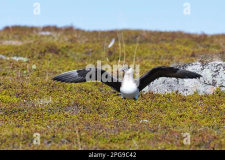 Schmarotzer-Raubmöwe, Schmarotzerraubmöwe, helle morphe, Raubmöwe, Raubmöwen, Stercorarius parasiticus, parasitischer Jaeger, Arctic Skua, parasitischer Skua, Stockfoto